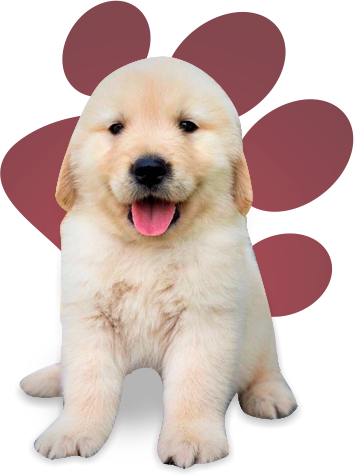filhotes de cachorro